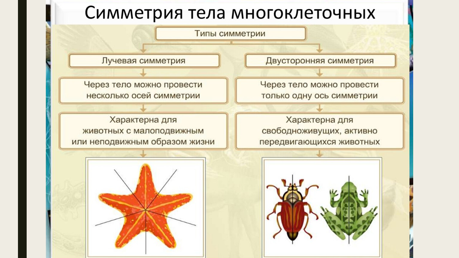 Урок 5: плоские черви - 100urokov.ru
