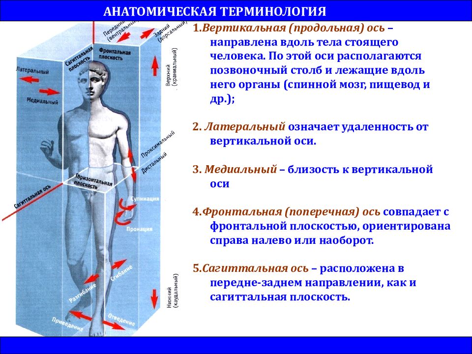 Что такое продольная ось и поперечная в обьяснении примеры и определениепродольная ось - это линия | 👩‍💻 темы и идеи для блога