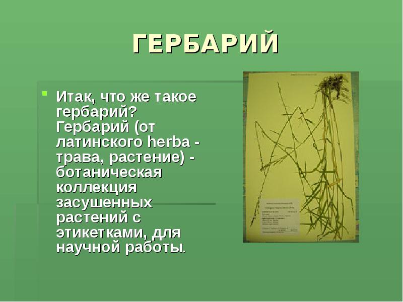 Изготовление гербария растений. учимся делать гербарий и альбом для него своими руками. как собрать гербарий из осенних листьев
