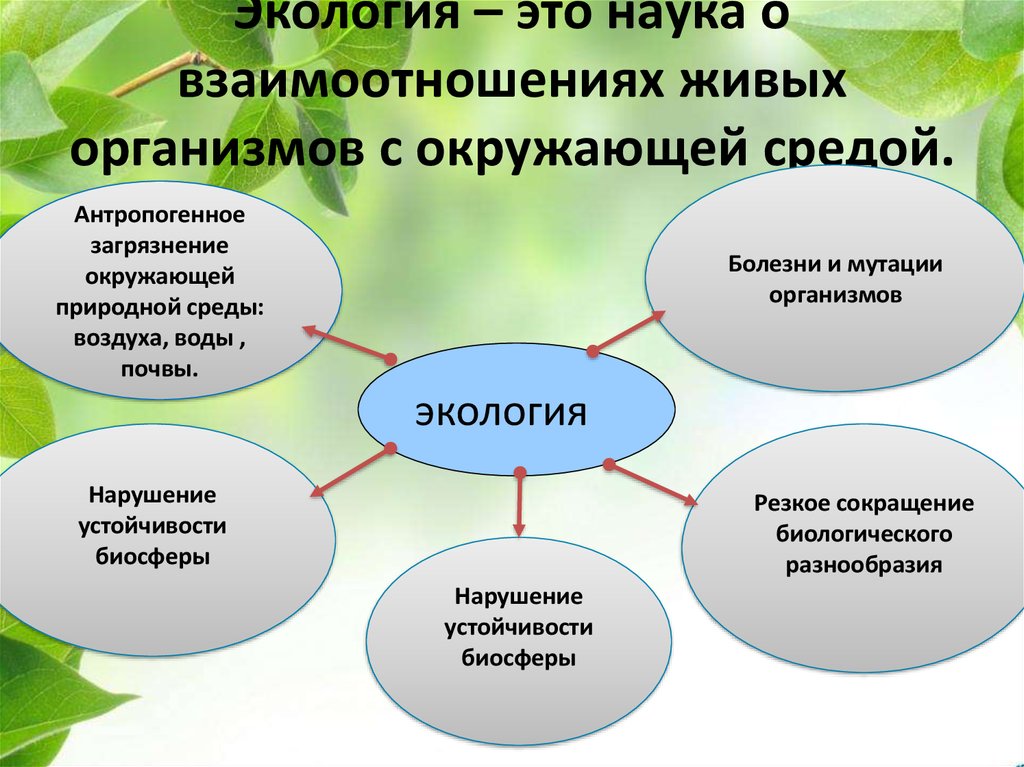 Что такое экология