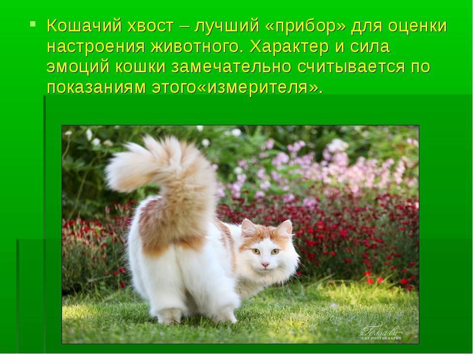 Зачем кошка виляет хвостом когда ее гладят: значение этого жеста