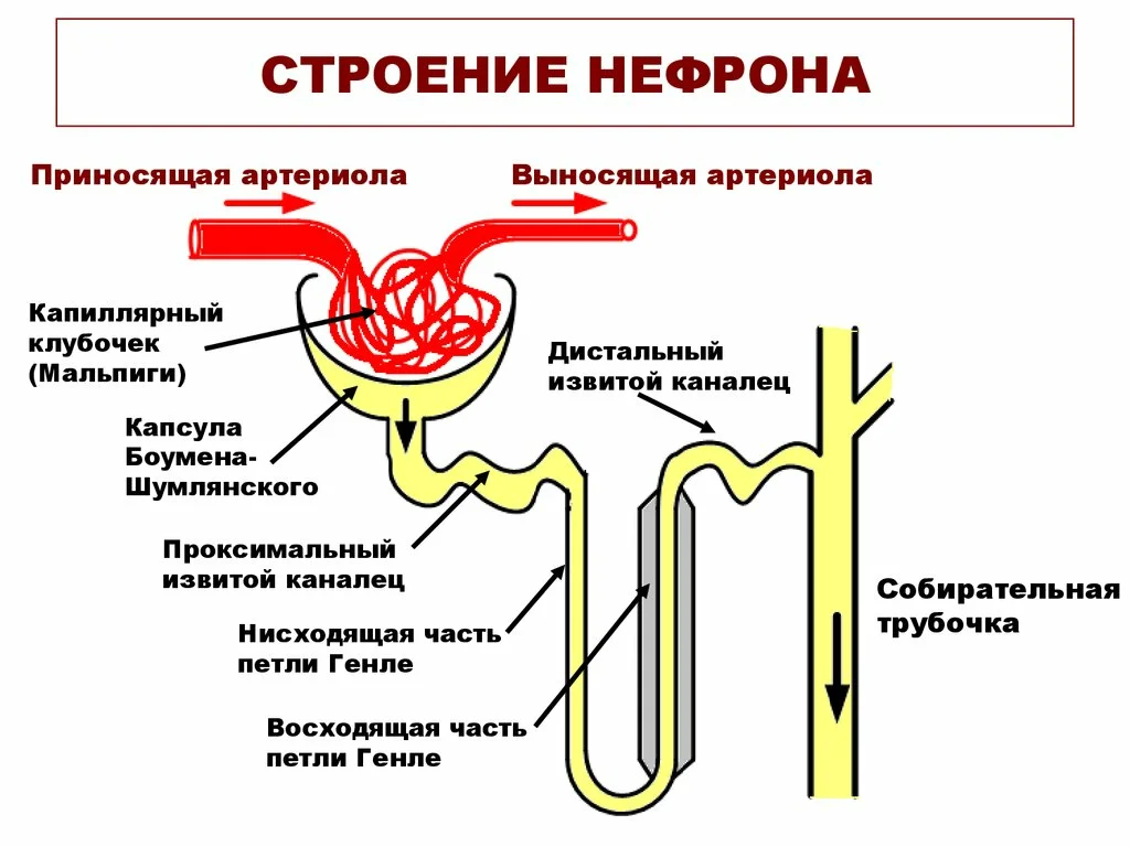 Значение слова "свернулся калачиком": толкование и примеры использования