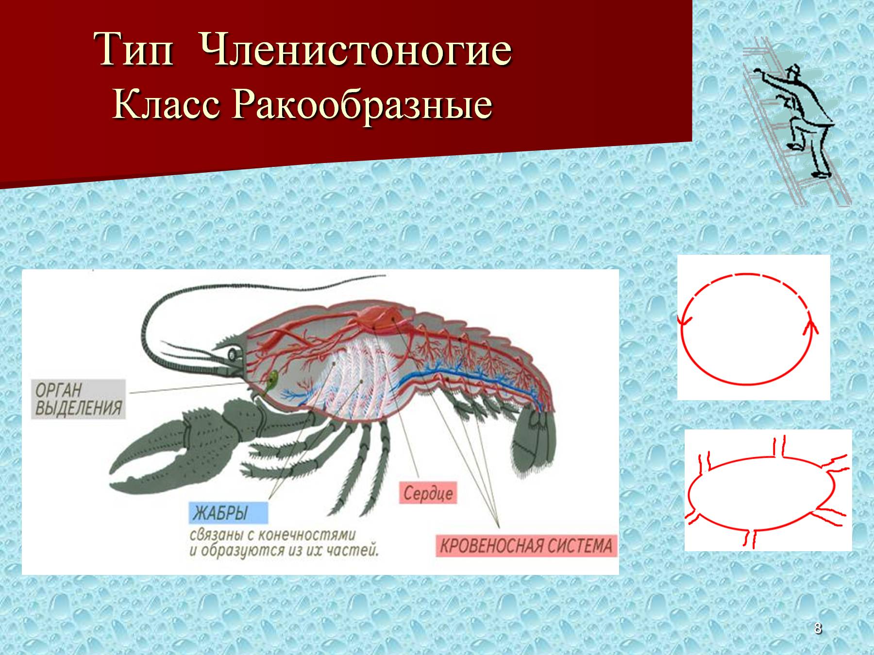 Водные позвоночные