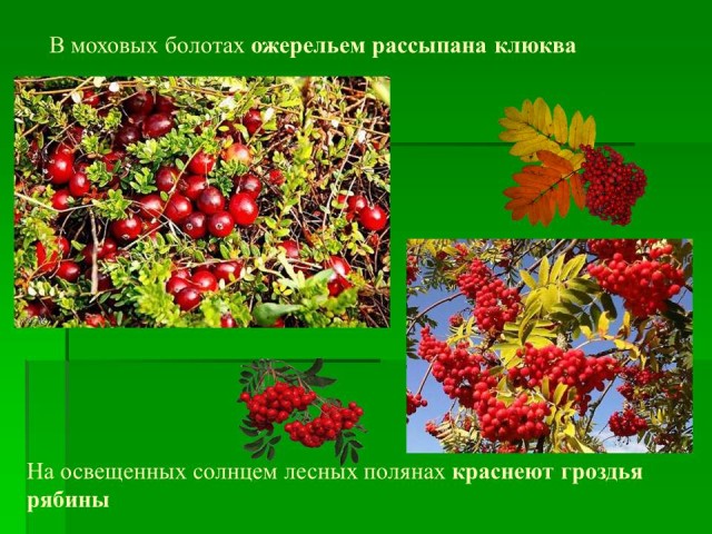 Что означает выражение «ожерельем рассыпана клюква»