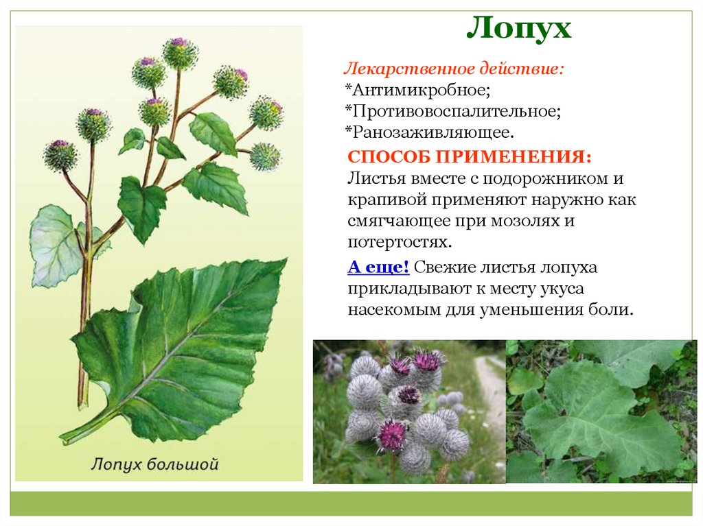 Рассказ лопух и укроп
