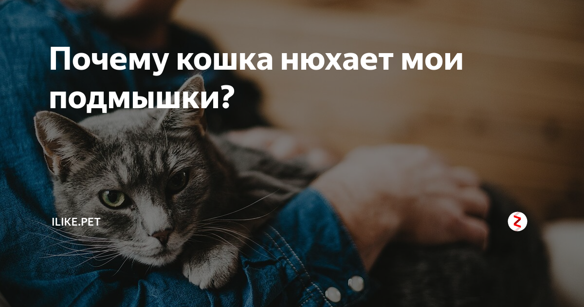 Какие запахи и почему нравятся кошкам, любимые ароматы домашних животных