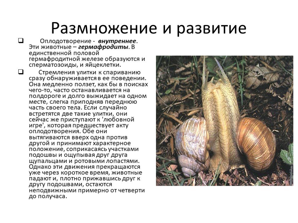 Раздельнополые черви, или гермафродиты, это группа животных, в которой особи обладают как мужскими, так и женскими репродуктивными органами Такая