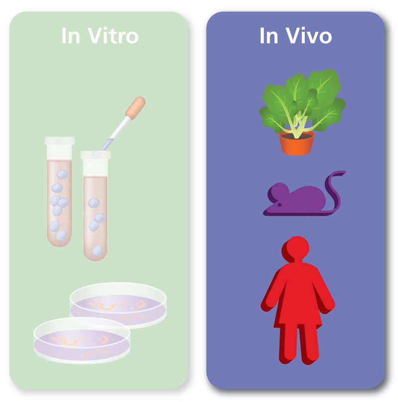 5 различий между in vivo, in vitro и ex vivo - медицинский - 2024