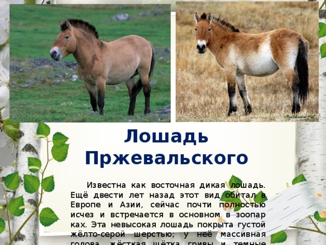 Лошади пржевальского: как вольные степные скакуны живут в оренбургском заповеднике