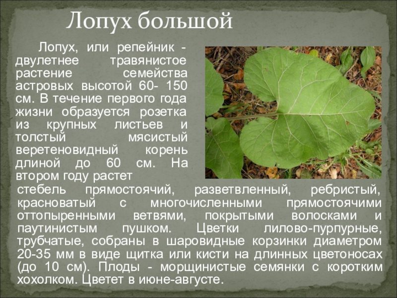 Выражение лопух - лопухом является известной пословицей, которая имеет свойство довольно часто употребляться в русском языке Это выражение используется