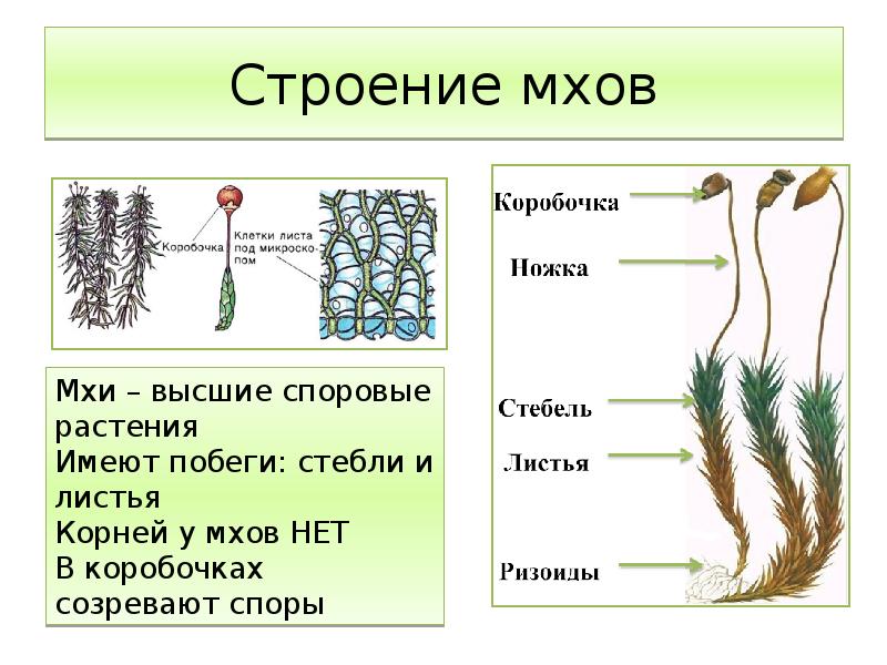 Моховая подушка – это уникальное природное образование, которое привлекает внимание своей необычной структурой и неповторимым внешним видом Это