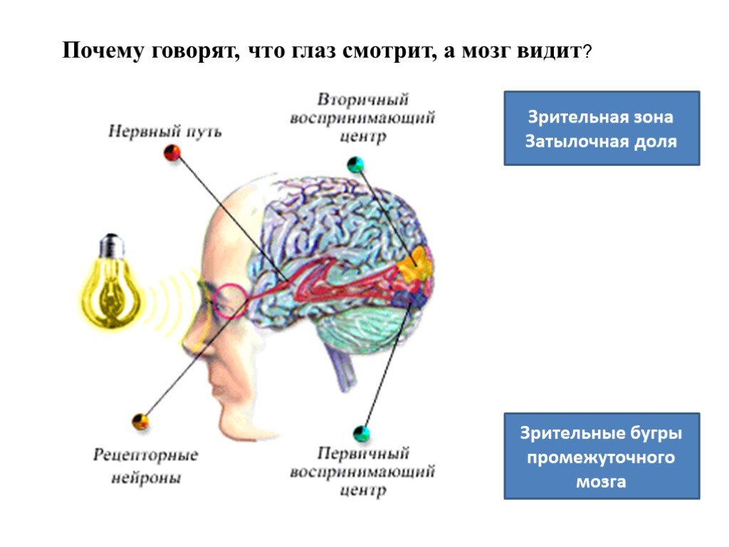 Взгляд, эпифиз и глаз гора. кто смотрит нашими глазами? - метаисскра