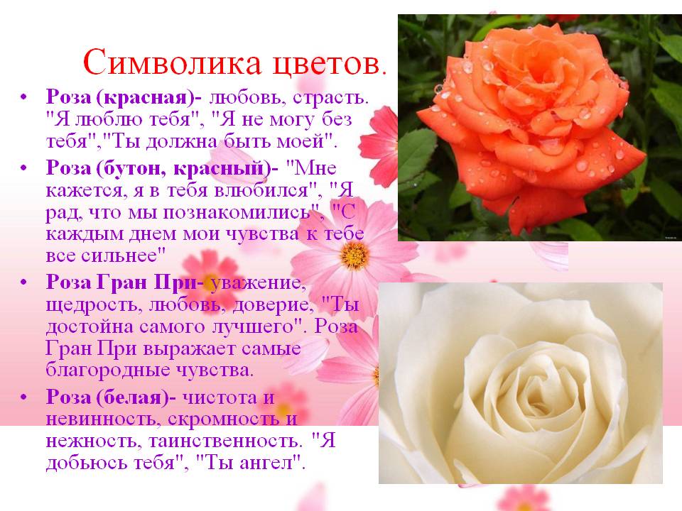 Роза – символизм и значение, что означает цвет розы