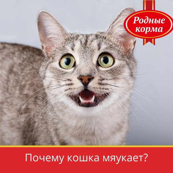 Почему кошки урчат: специфика, причины, как определить желания