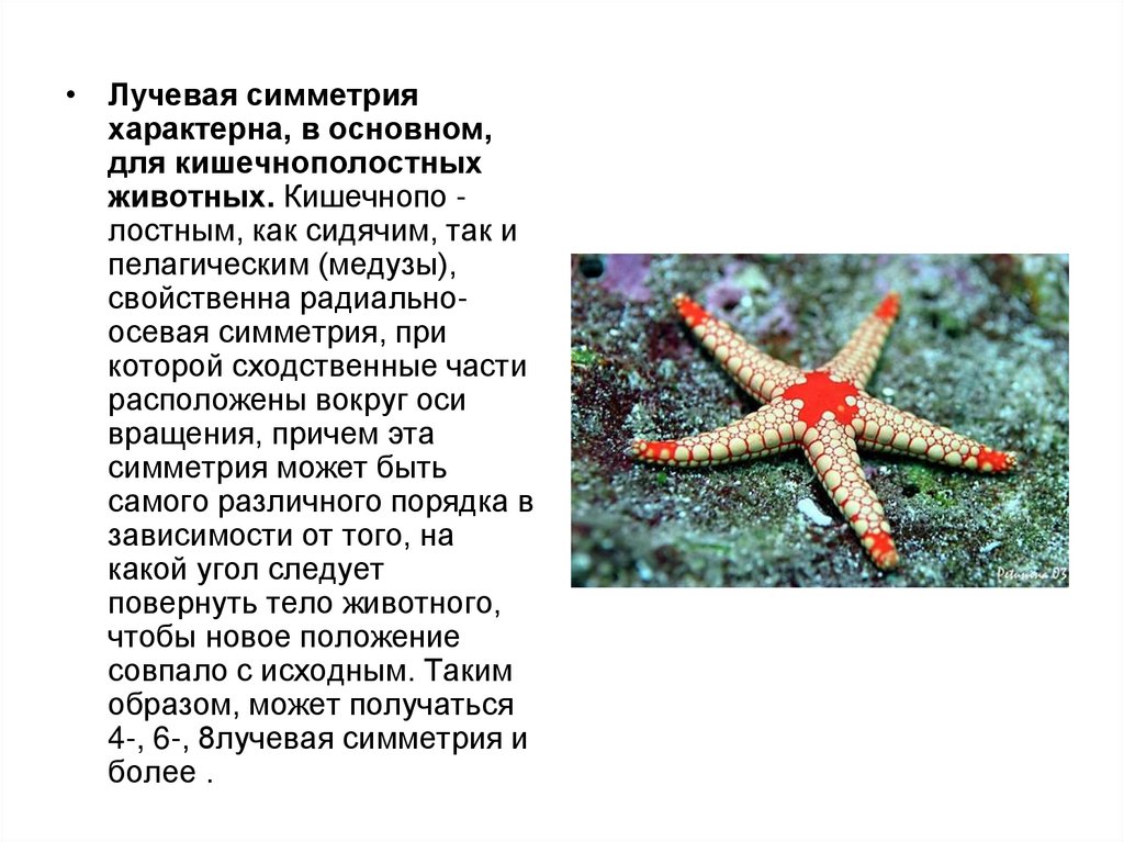Какие животные имеют лучевую симметрию тела и как это проявляется