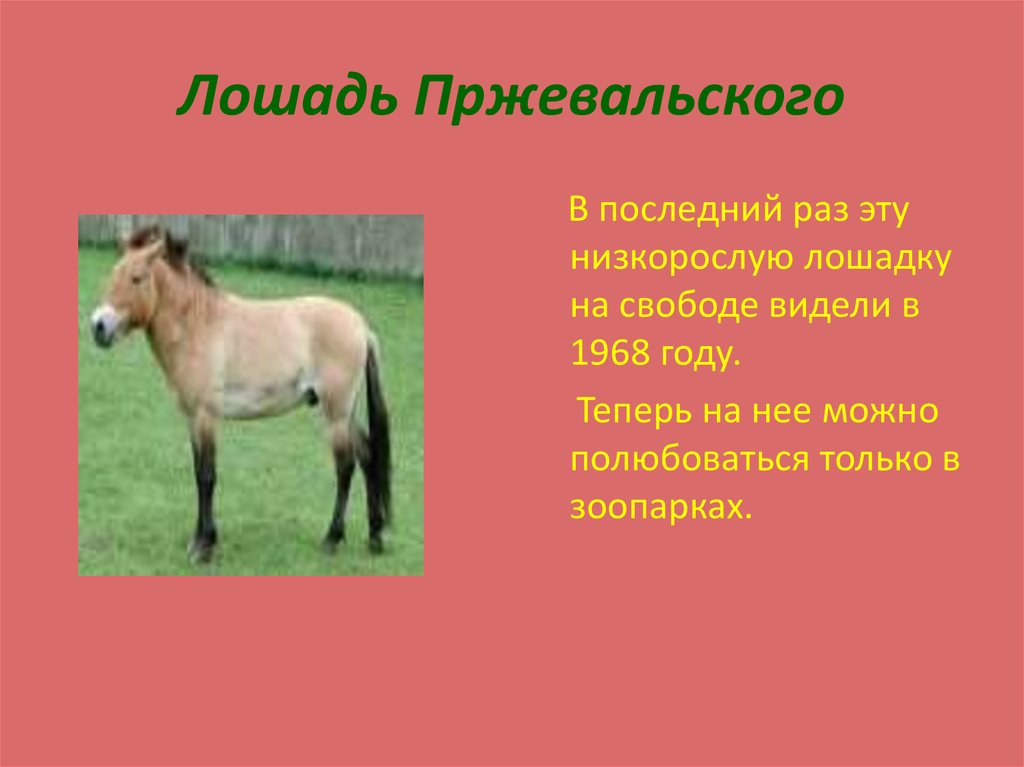 Лошадь пржевальского: фото, почему так называется, описание