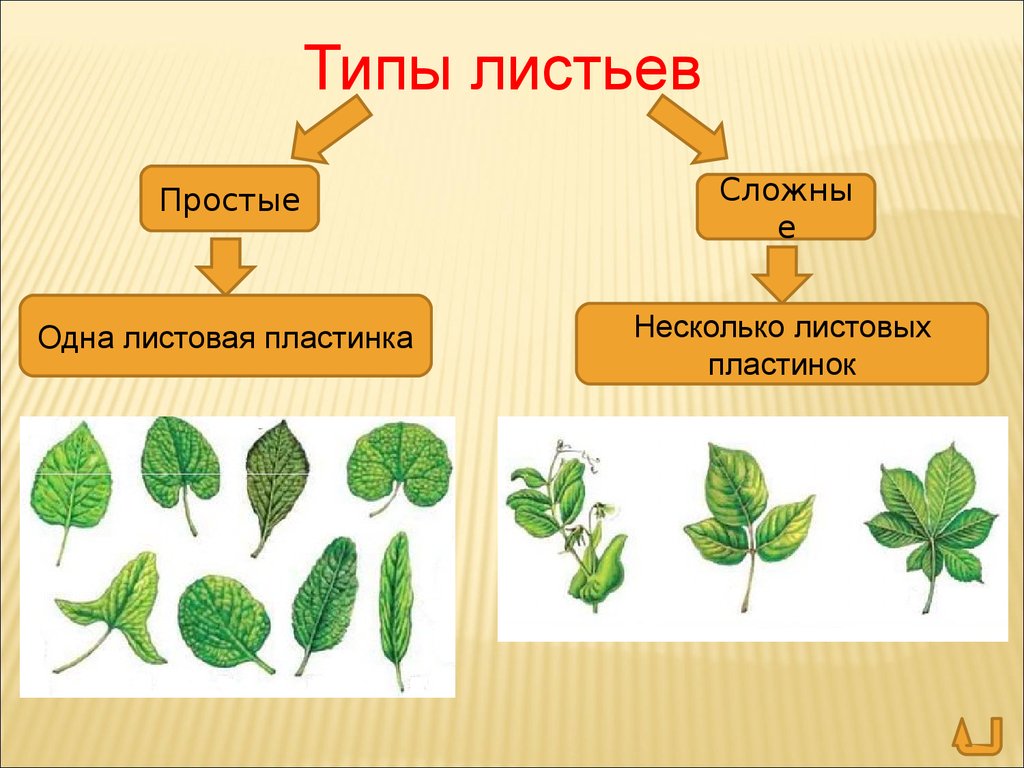 Виды листьев: классификация, формы и многое другое ▷➡️ postposmo | postposmo