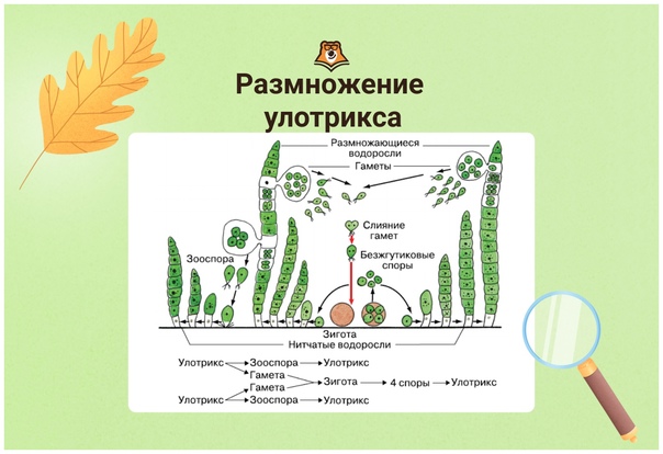 Почему ложку назвали ложкой. история ложки: происхождение и эволюция. деревянные русские ложки