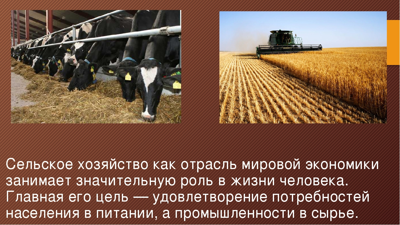 Отрасли сельского хозяйства