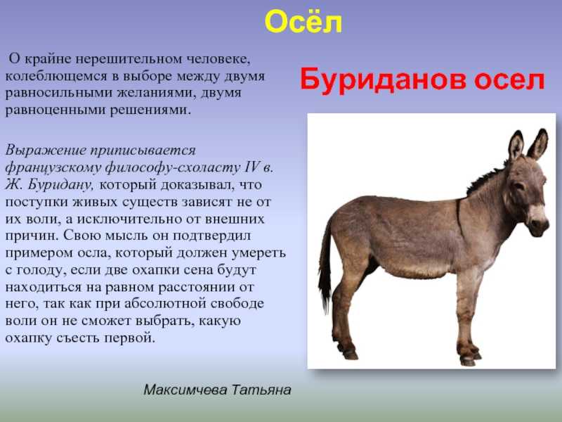 Ишак сыктым: значение и интерпретация этого выражения