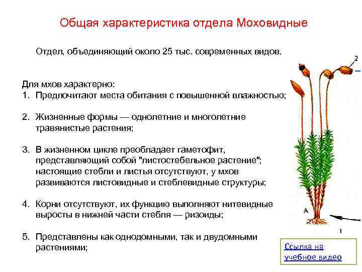 Мох сфагнум для орхидей: как использовать, куда класть, для чего он нужен и чем заменить, а также фото растения из леса