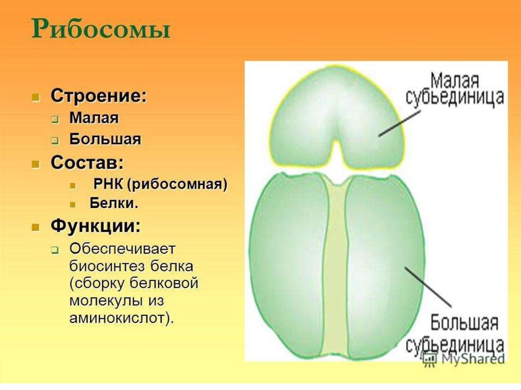 Слюр: эйблизм; мини-словарь.