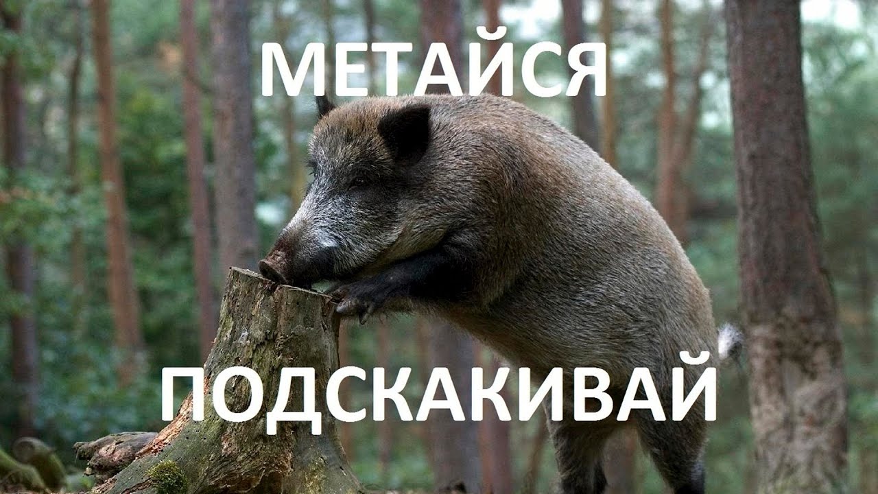 Бегать кабанчиком что значит