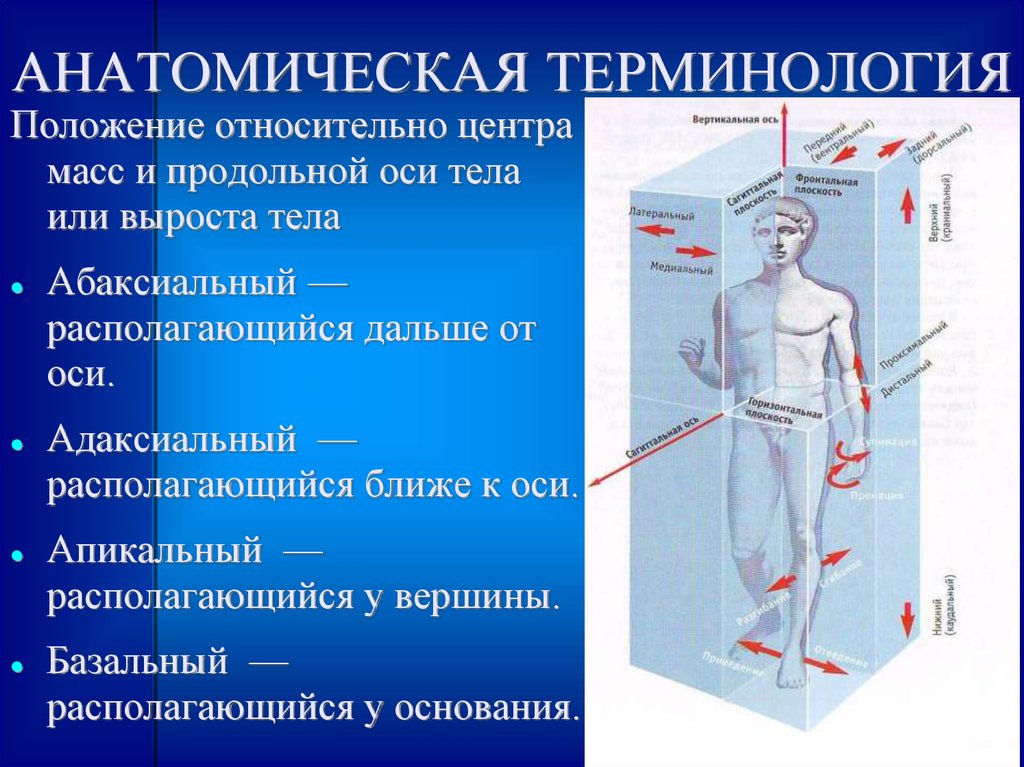 Что такое продольное и поперечное направления движения?