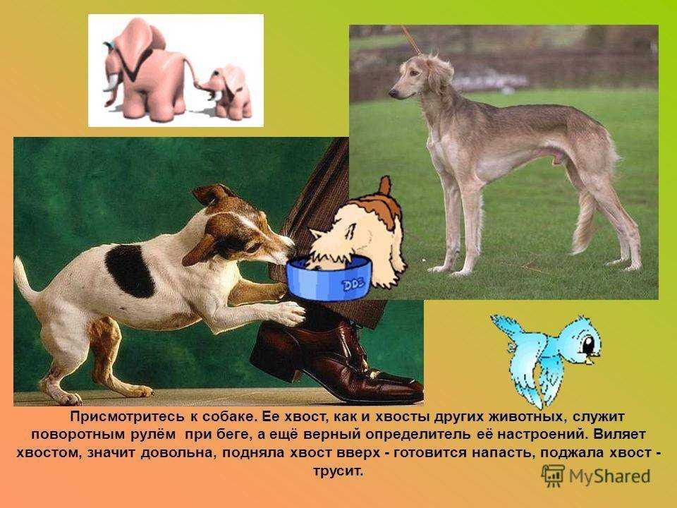 Что такое крутить хвосты: объяснение смысла и примеры фразеологизма