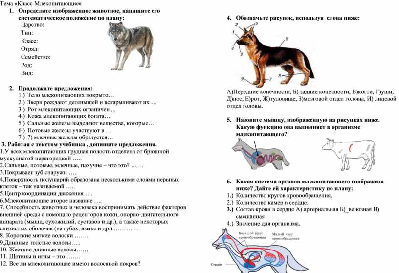 Млекопитающие животные - животный мир