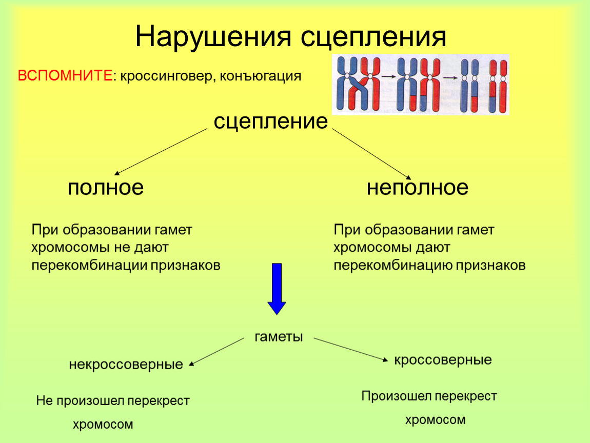 Закон сохранения информации в теории обучения (методологический аспект) //психологическая газета