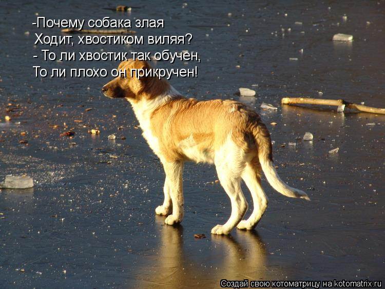 1.29. многозначность и синонимичность в кругу фразеологических единиц. современный русский язык. практическое пособие