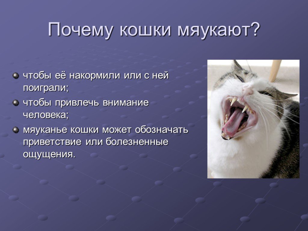 Ваша кошка издает странные звуки? проверьте, что они означают: новости, кошки, эксперты, звук, домашние животные