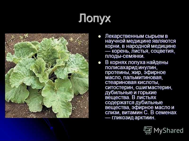 Подробнее о значении выражения "лопух - лопухом" в отношении человека