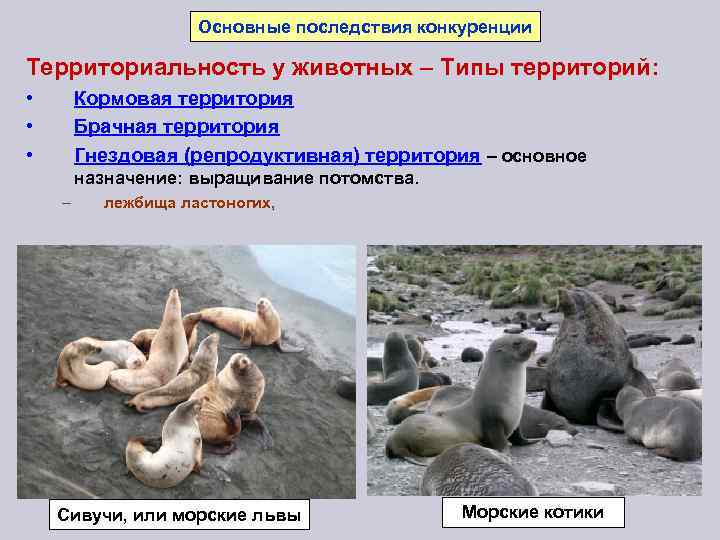 Территориальная принадлежность: что это значит и откуда вы