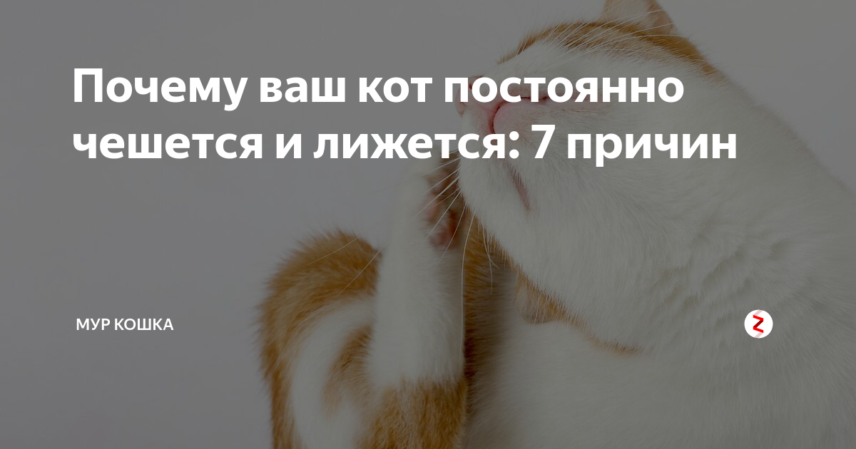 ᐉ кот постоянно лижется под хвостом, кошка все время вылизывается - zoomanji.ru