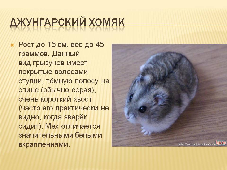 Коричневый, белый, хомяк, брокколи, милый, маленький, портрет, goldhamster | piqsels
