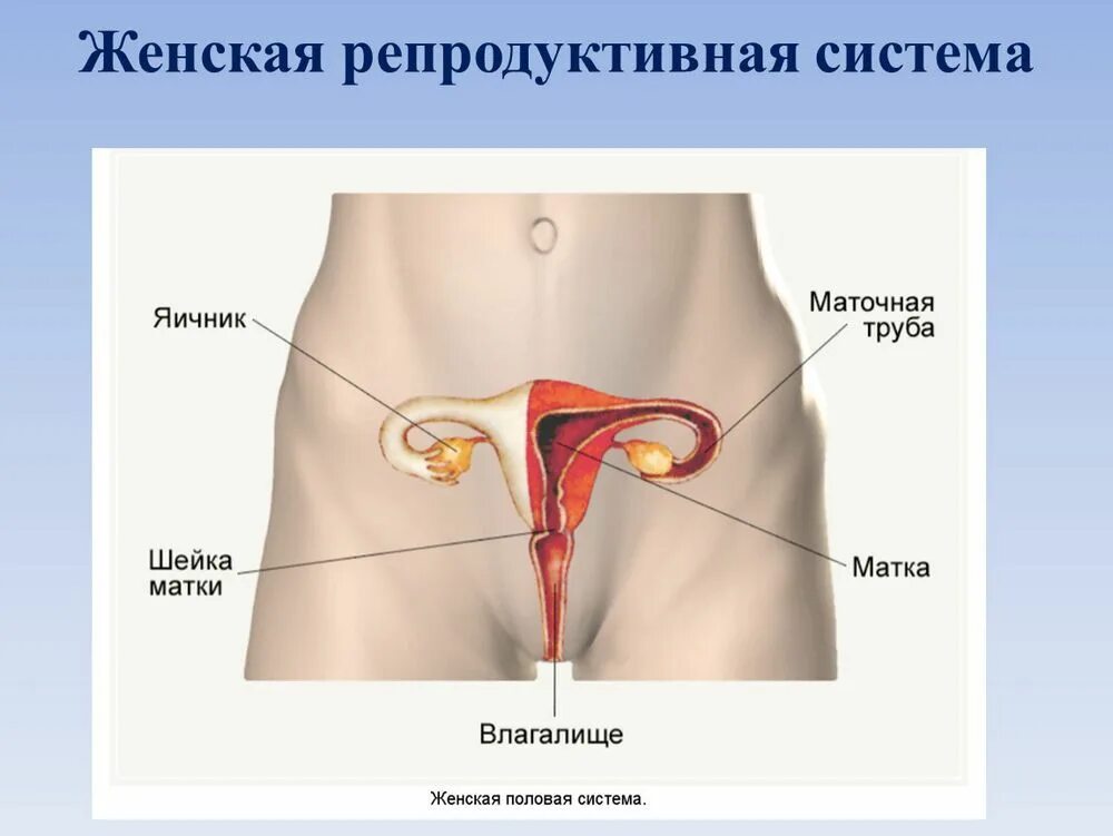 Растительная флоэма – что это и какова ее роль в фотосинтезе?