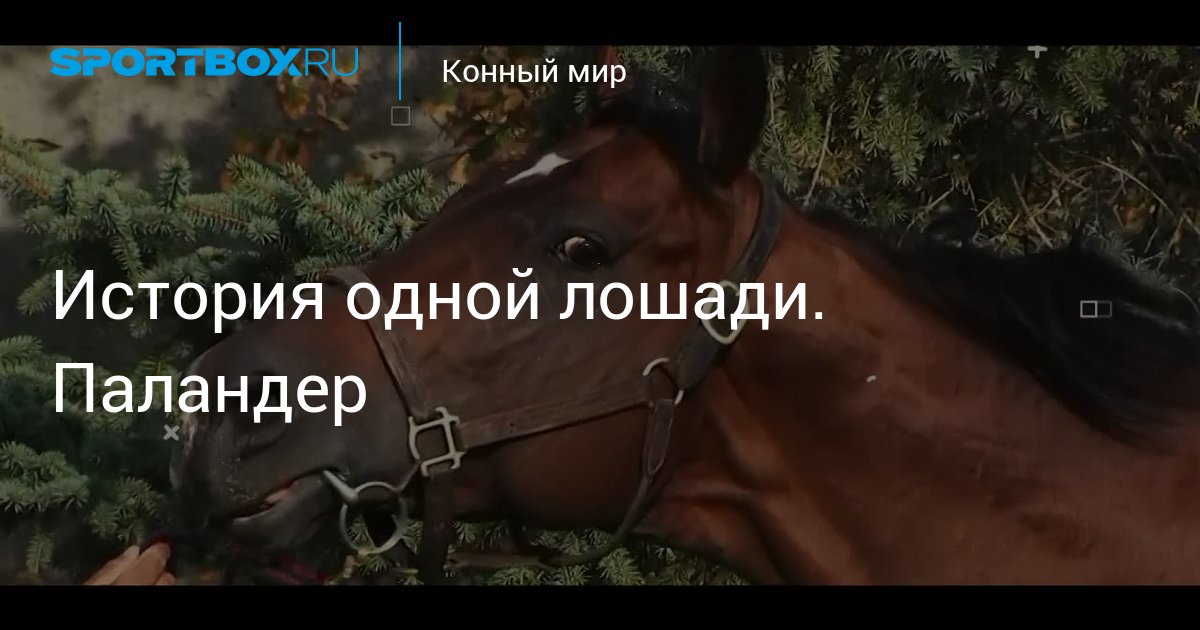 Как ходят лошади иноходцы
