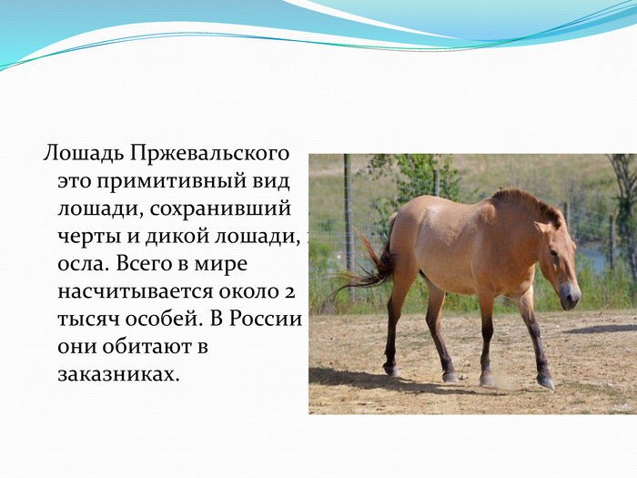 Лошадь пржевальского. среда обитания и образ жизни лошади пржевальского | животный мир