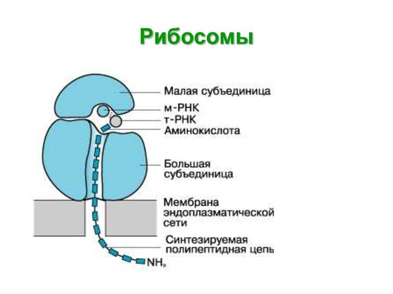 Собирательные числительные - это... (таблица, примеры)