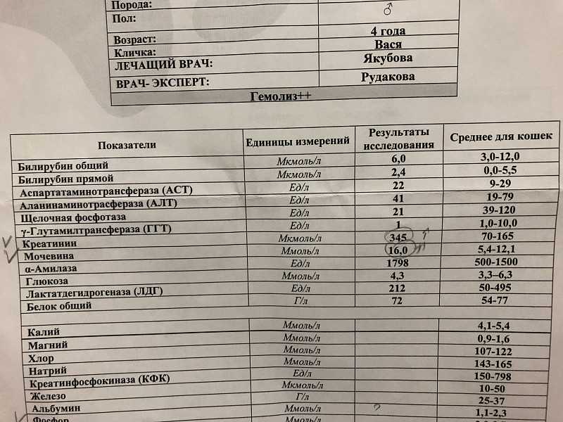 Липаза