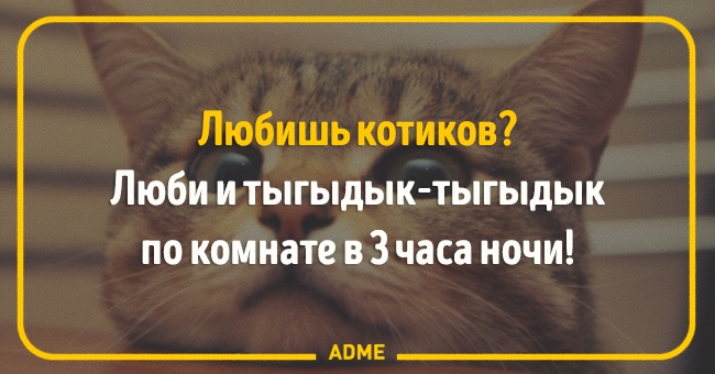 Что такое тыгыдык у кота