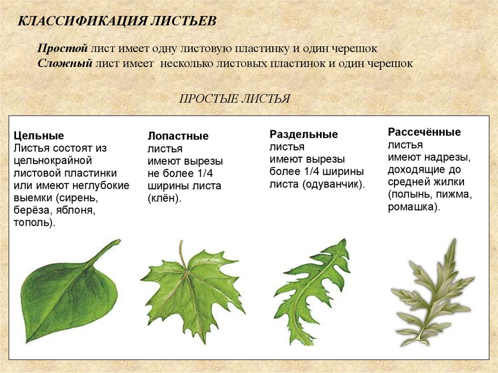 Какие листья у крестоцветных: основные виды и характеристики