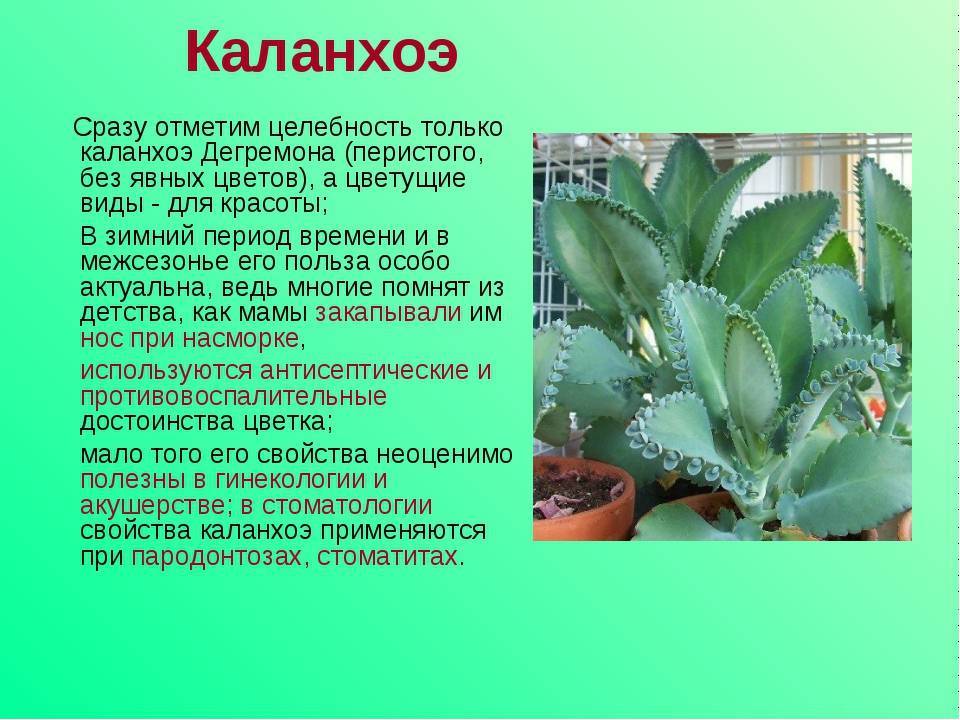 Трилобиты | вымершие животные вики | fandom