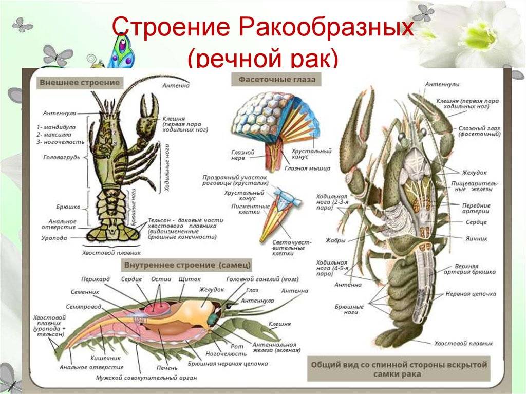 Водные экосистемы