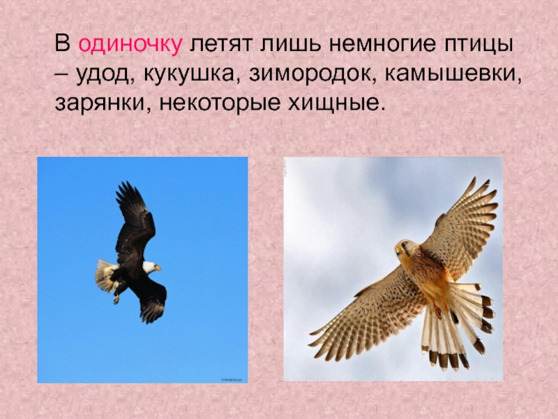 Что такое кукуха на молодежном сленге