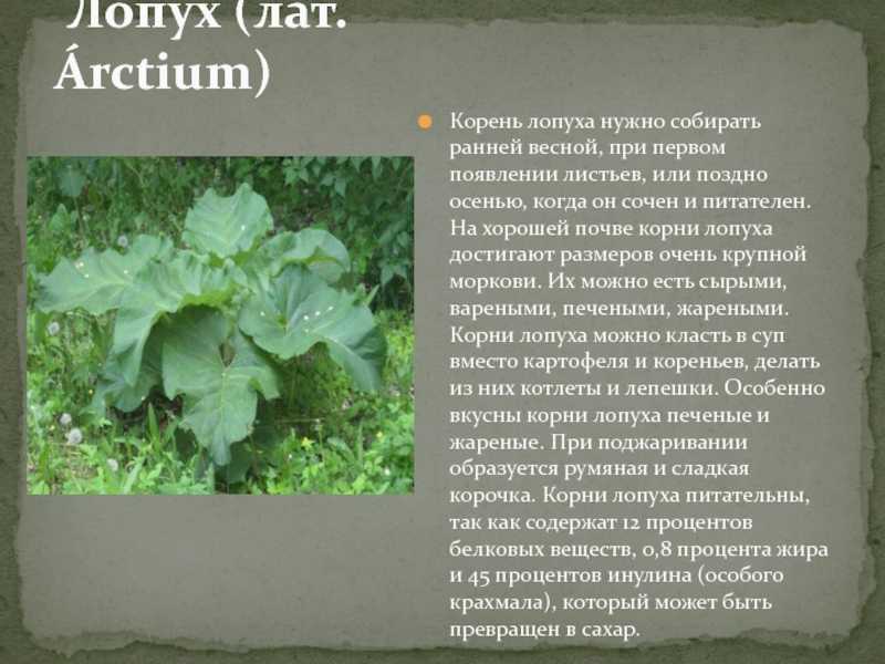 Почему человека называют лопухом: происхождение и значения этого выражения