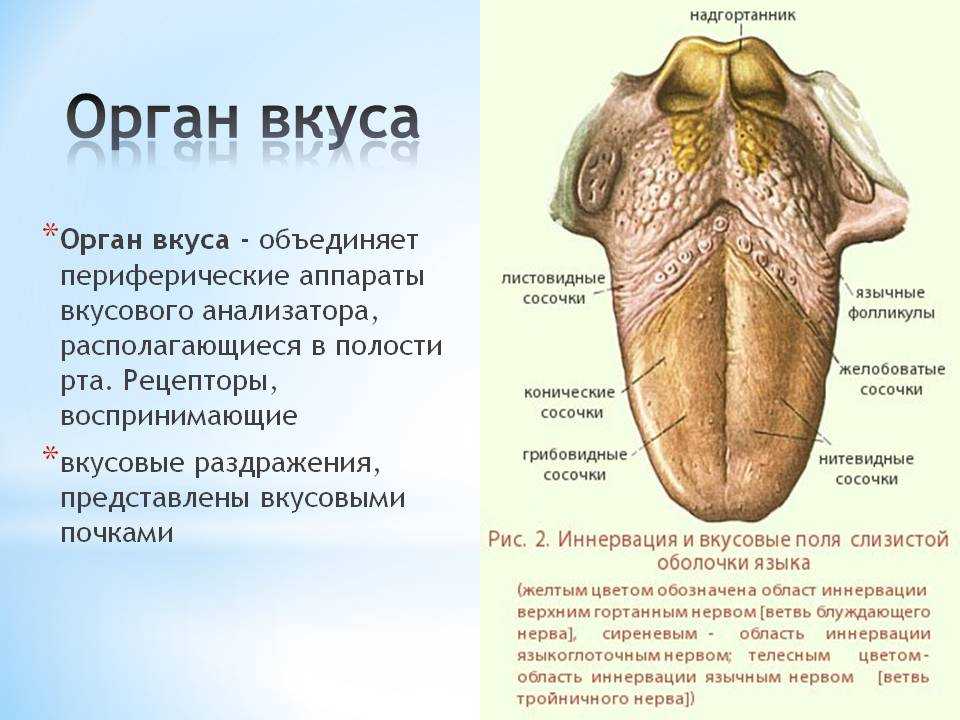 Что такое флоэма и почему она важна для растений?
