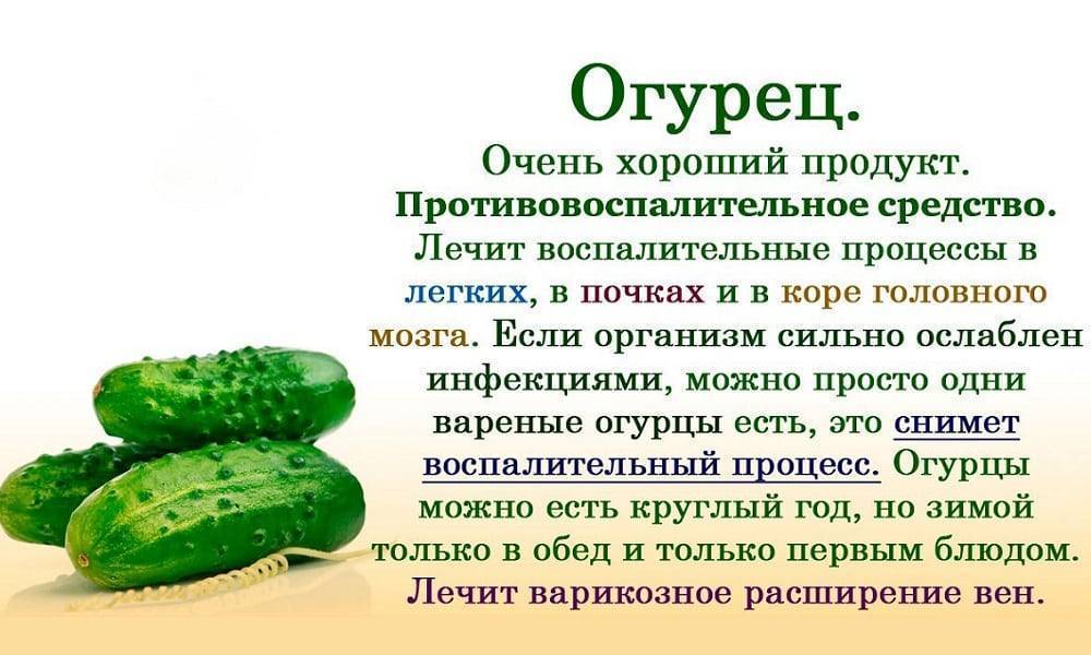 Почему так хочется каракатницы молодые свежесрезанные острой зеленой и хрустящей